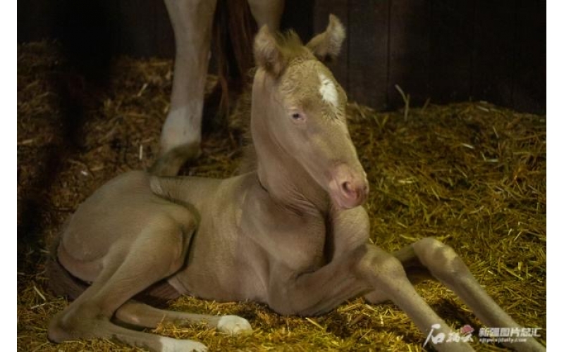 萌萌噠！小汗血馬在烏魯木齊“趕趟兒”出生